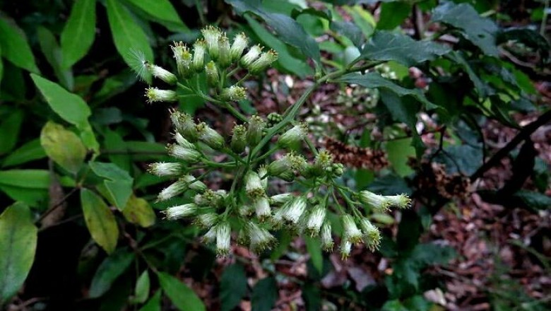 Cây Tiểu thiệt. Microglossa pyrifolia - Cây Thuốc Nam Quanh Ta